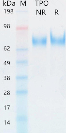 Recombinant human TPO protein