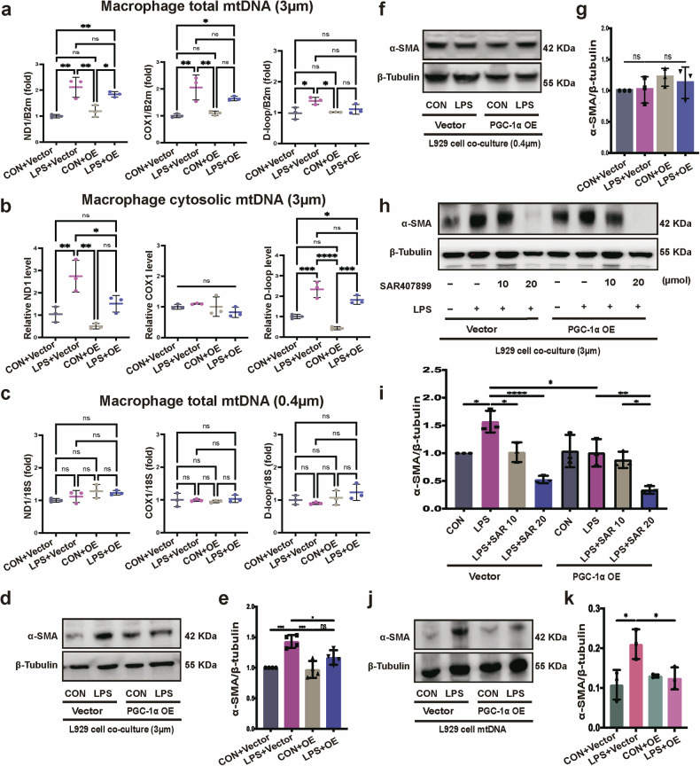 迁移体研究 迁移体研究