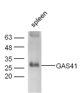 GAS41 Rabbit pAb(bs-13290R)-50