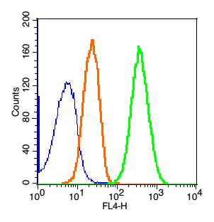Phospholipase C beta 1 Rabbit 