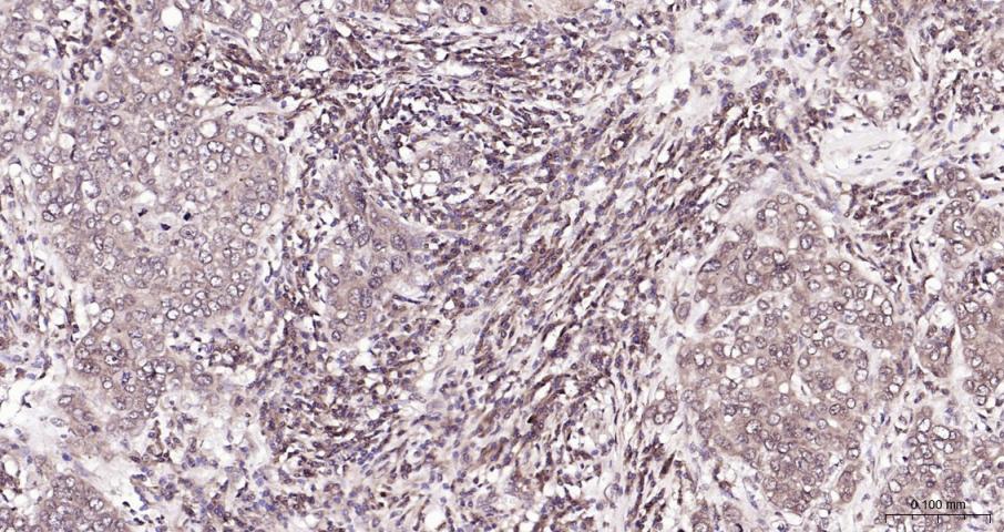 PI3 Kinase p110 beta Rabbit pA