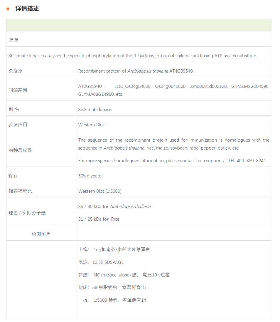 【植物抗体】Anti-SK2 / Shikimate kin