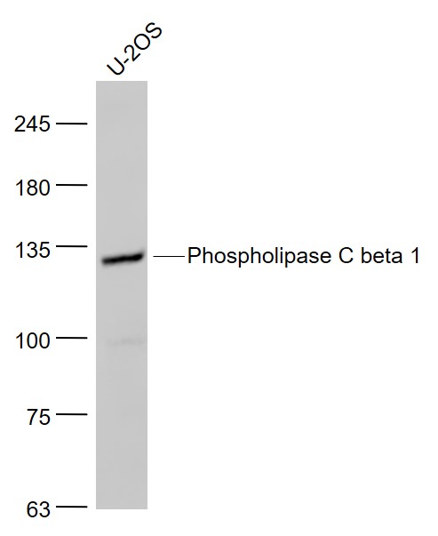 Phospholipase C beta 1 Rabbit 