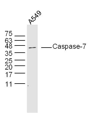 Caspase-7 p20 Rabbit pAb(bs-36