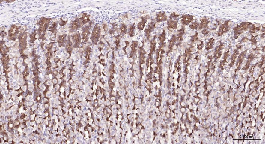 PI3 Kinase p110 beta Rabbit pA