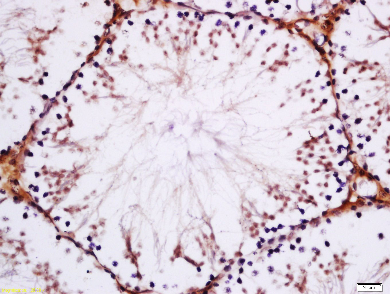 DDX21 Rabbit pAb(bs-14218R)-50