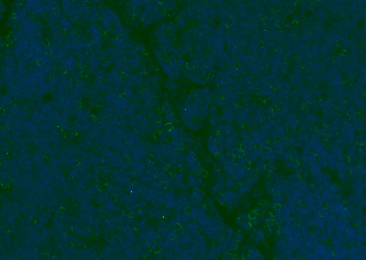 CD8B Rabbit pAb(bs-4914R)-50ul