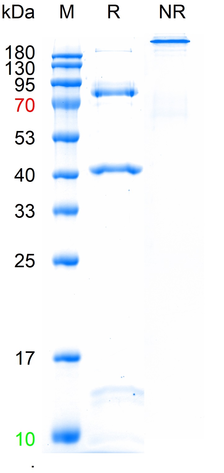 Human D-Dimer protein(bs-41172