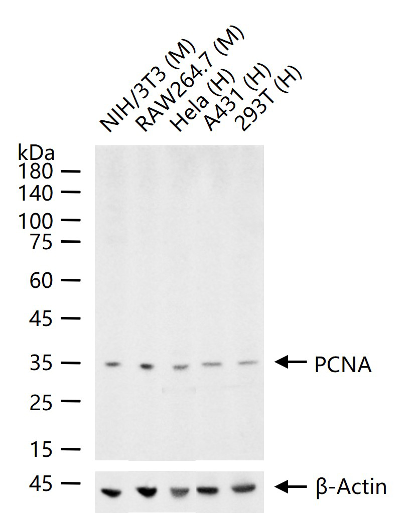 PCNA Rabbit pAb(bs-10889R)-50u