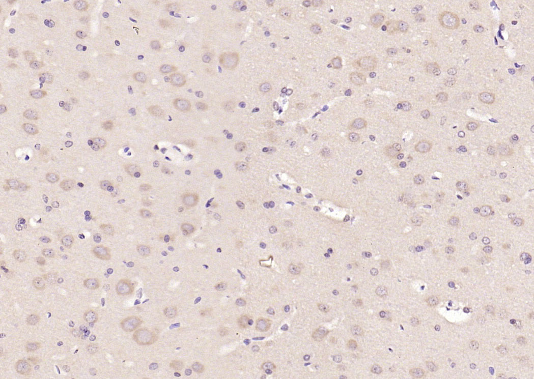 14-3-3 Rabbit pAb(bs-9654R)-50