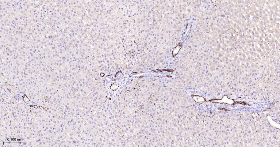 CD31 Rabbit pAb(bs-20322R)-50u