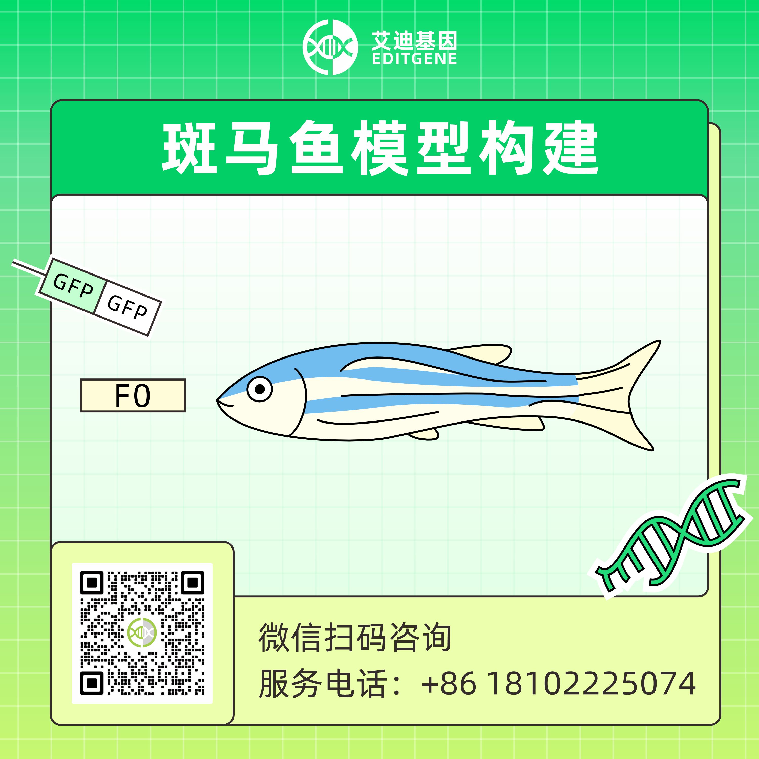 动物模型构建|斑马鱼模型构建|斑马鱼基因编辑|单碱基编辑|斑马鱼点突变模型|ABE|CBE