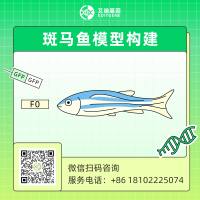 动物模型构建|斑马鱼模型构建|斑马鱼基因编辑|单碱基编辑|斑马鱼点突变模型|ABE|CBE