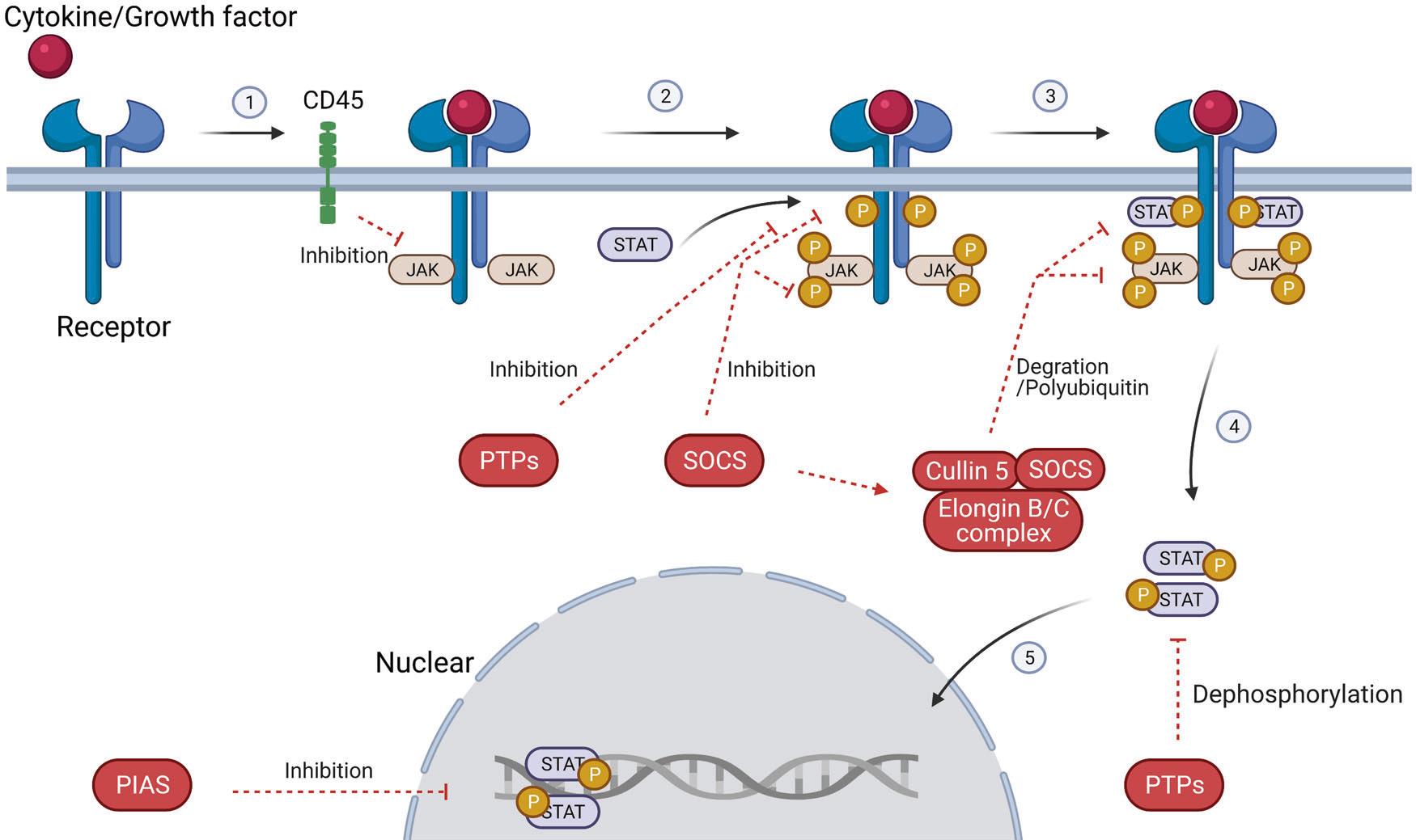 30年1.5万篇论文！STAT蛋白在癌症研究中的3个应用实例解析