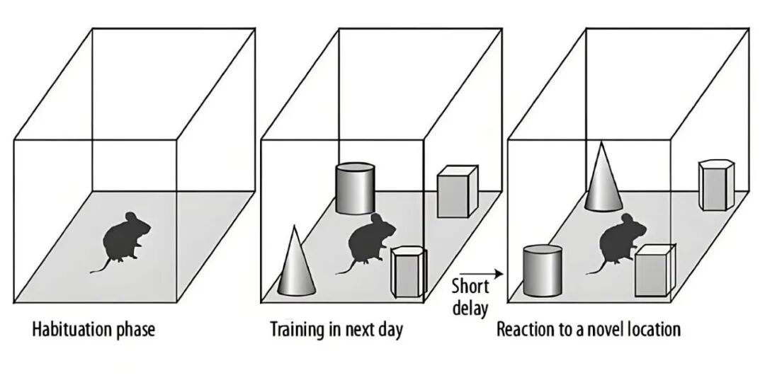 实验干货 | 新物体识别实验：解析认知与记忆的奥秘