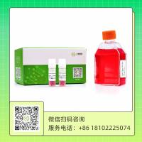 Flash-Pro 极速敲除试剂盒