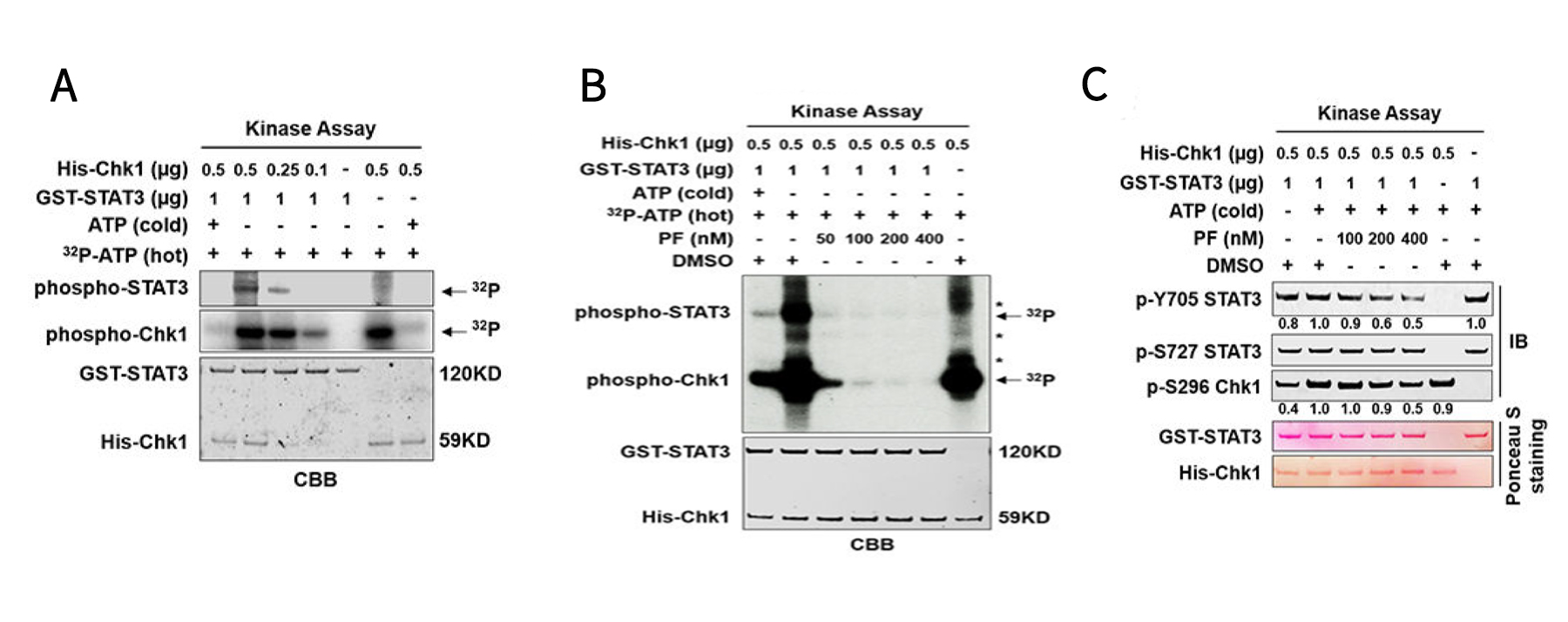 30年1.5万篇论文！STAT蛋白在癌症研究中的3个应用实例解析