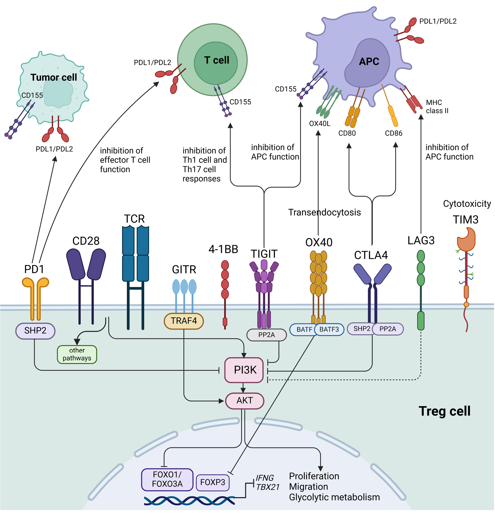 Treg细胞×免疫检查点蛋白，两大诺贝尔奖“珠联璧合”将会碰撞出怎样的机遇？