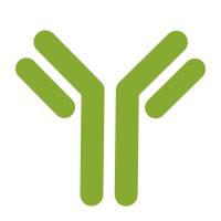 NF-L Rabbit pAb(bs-0707R)-50ul/100ul/200ul