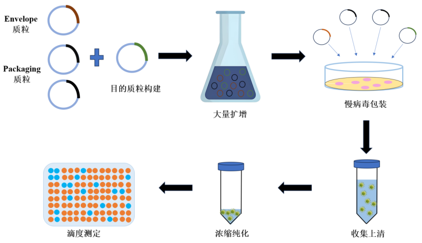 慢病毒包装服务