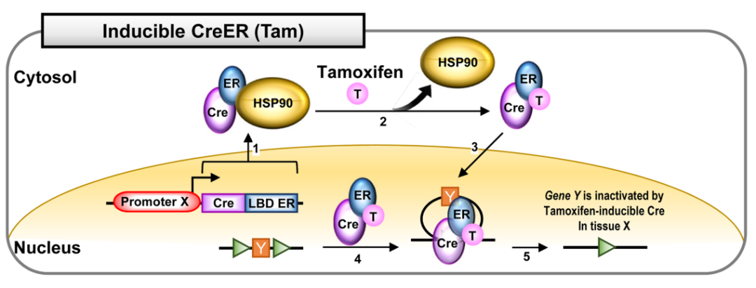 你的Cre，我的Cre，为什么不一样