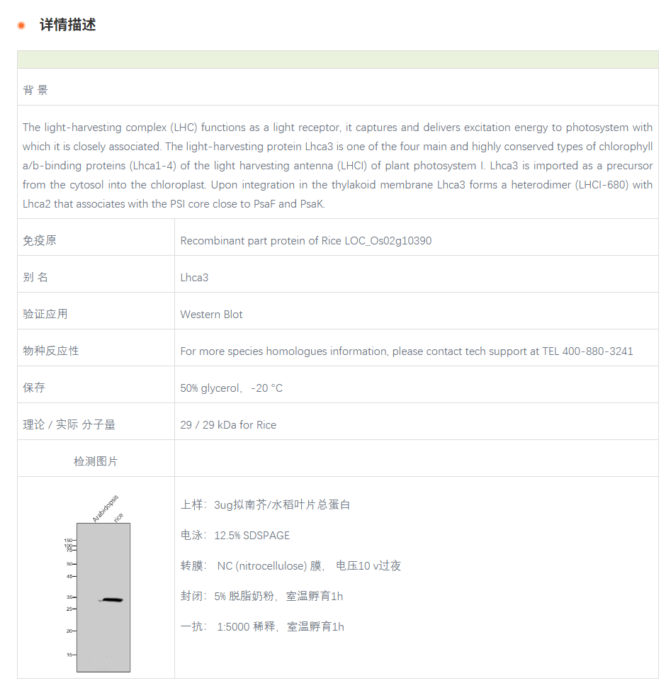 【植物抗体】Anti-Lhca3 / Lhca3 prote