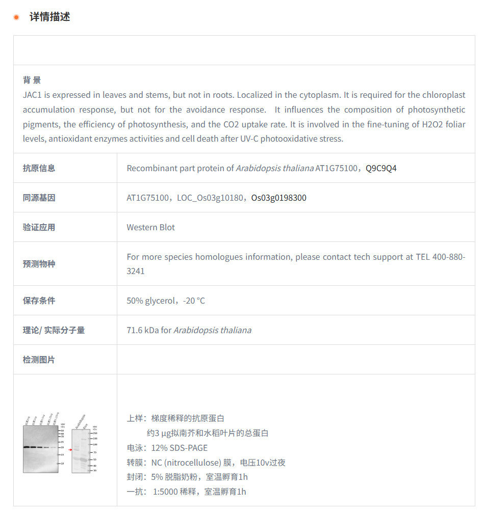 【植物抗体】Anti-JAC1/ AUXILIN-LIKE6