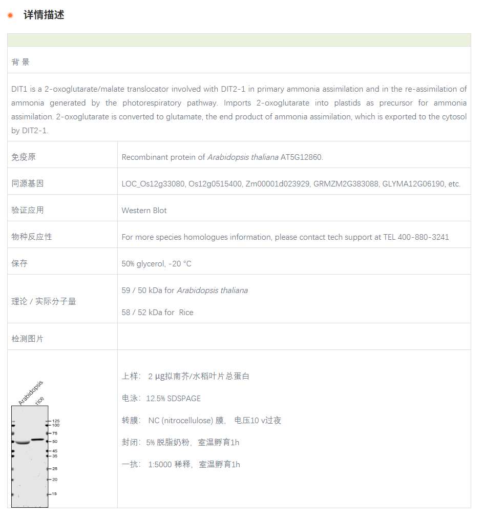 【植物抗体】Anti-DIT1 / Dicarboxylat