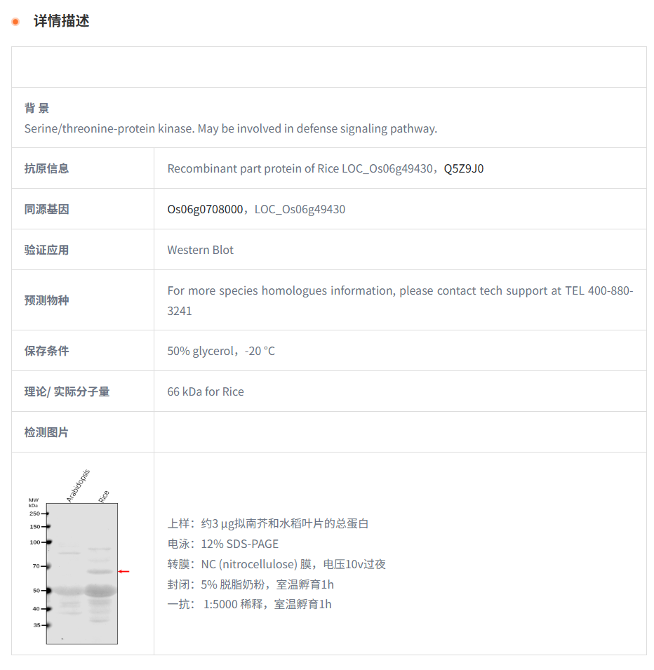 【植物抗体】Anti-MPK12/ Mitogen-acti