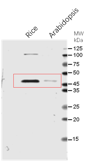 Anti-FBPase1 / Fructose-1,6-bisphosphatase 1, chloroplastic