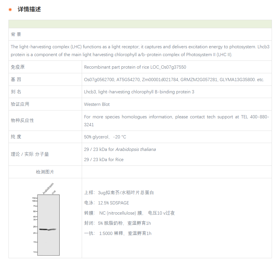 【植物抗体】Anti-Lhcb3 /  Lhcb3 prot