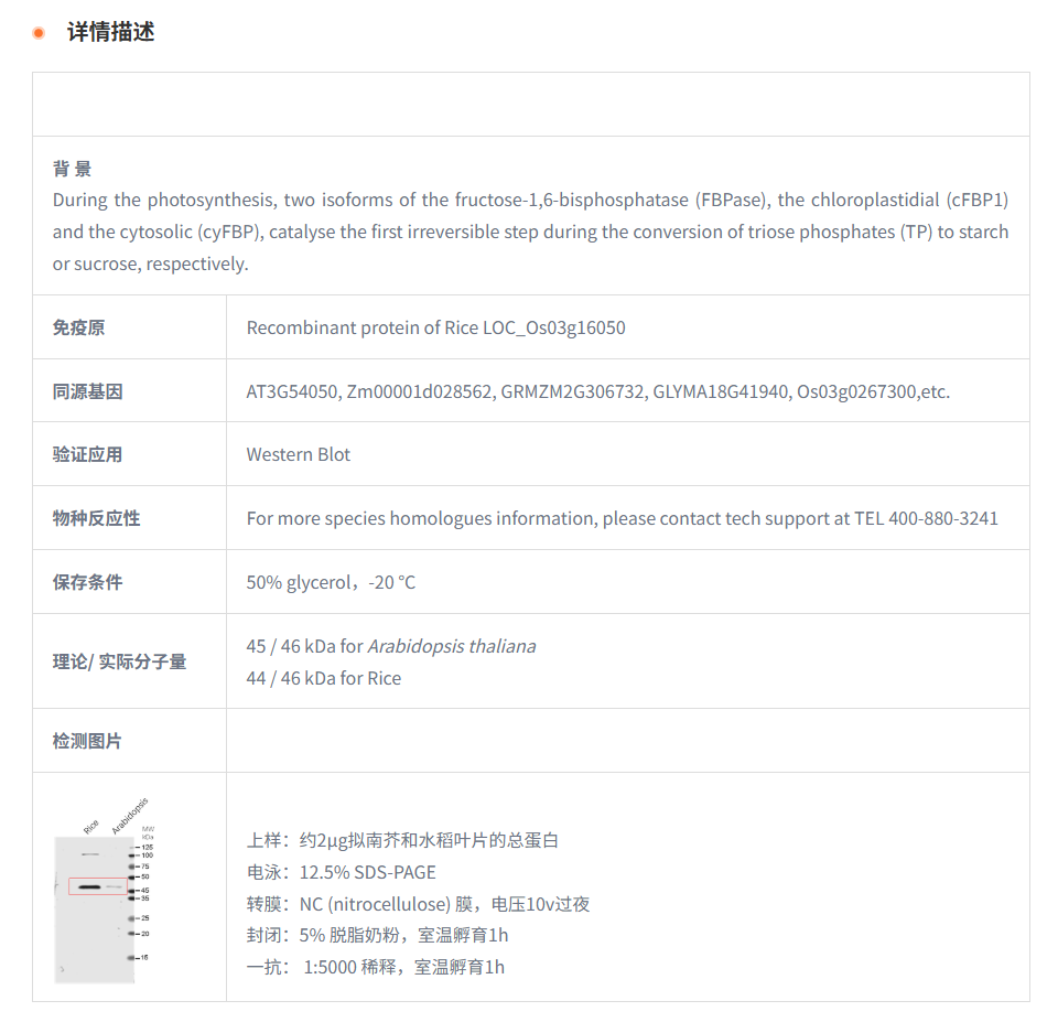 【植物抗体】Anti-FBPase1 / Fructose-