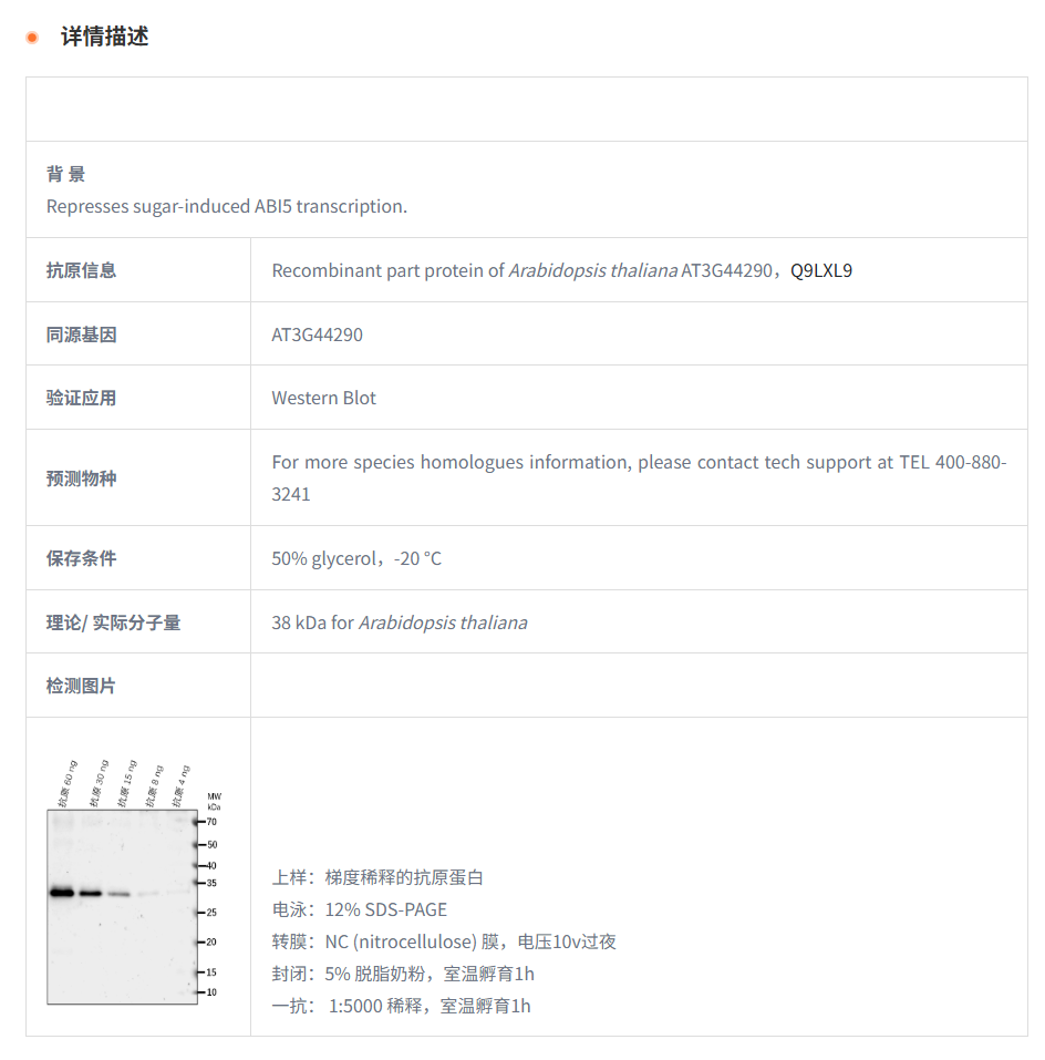 【植物抗体】Anti-NAC60/ NAC domain-c