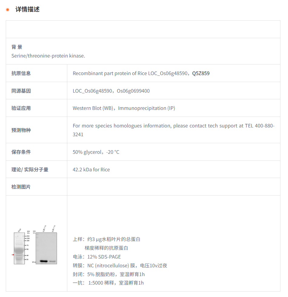 【植物抗体】Anti-MPK4/ Mitogen-activ