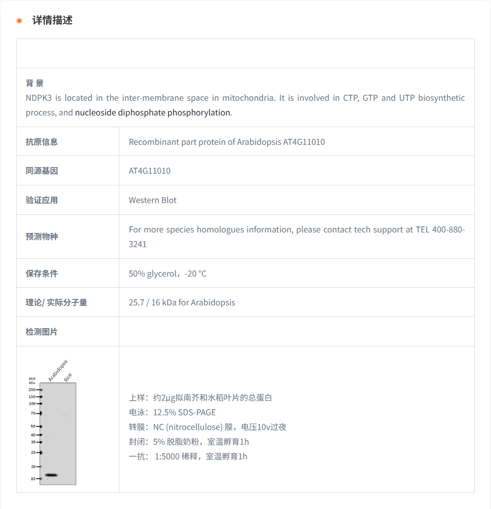 【植物抗体】Anti-NDPK3/ Nucleoside d
