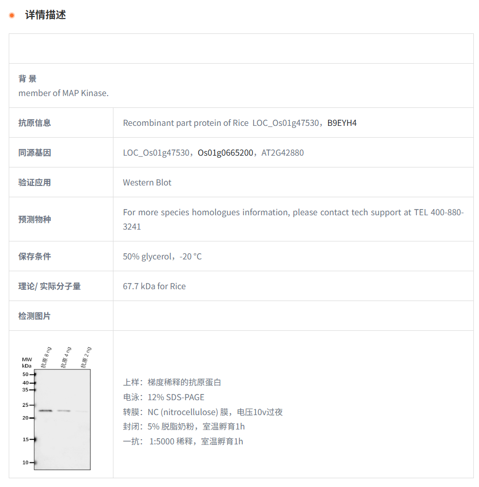 【植物抗体】Anti-MPK8/WJUMK1/ Mitoge
