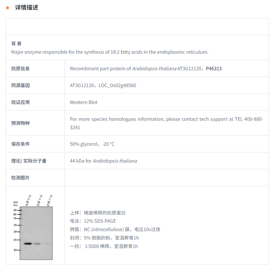 【植物抗体】Anti-FAD2/ Delta(12)-fat