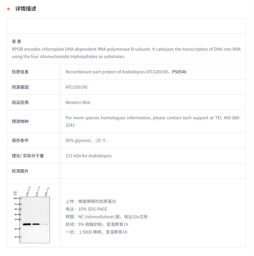 【植物抗体】Anti-RPOB/ DNA-directed