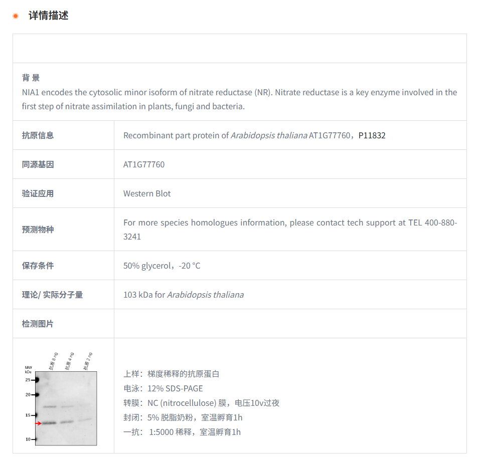 【植物抗体】Anti-NIA1/ Nitrate reduc