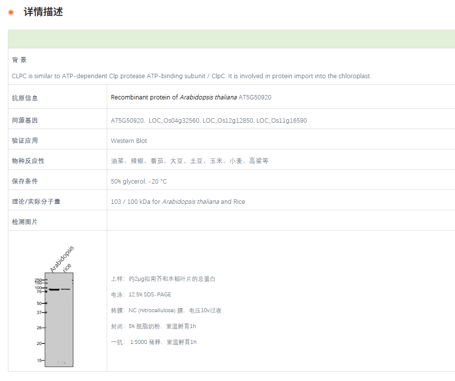 【植物抗体】Anti-HSP93-V/CLPC1/Chape
