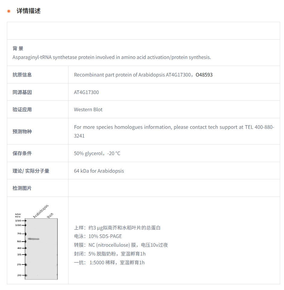 【植物抗体】Anti-NS1/ Asparagine--tR