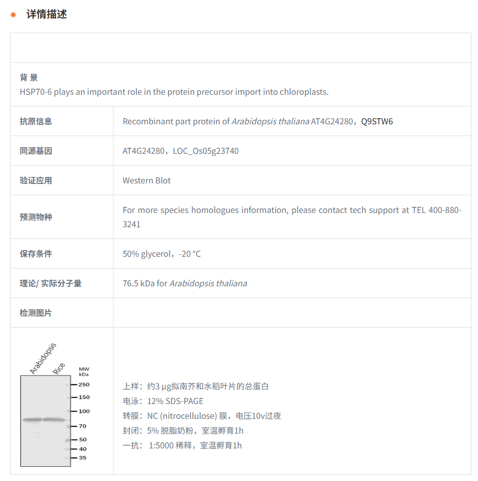 【植物抗体】Anti-HSP70-6/ Heat shock