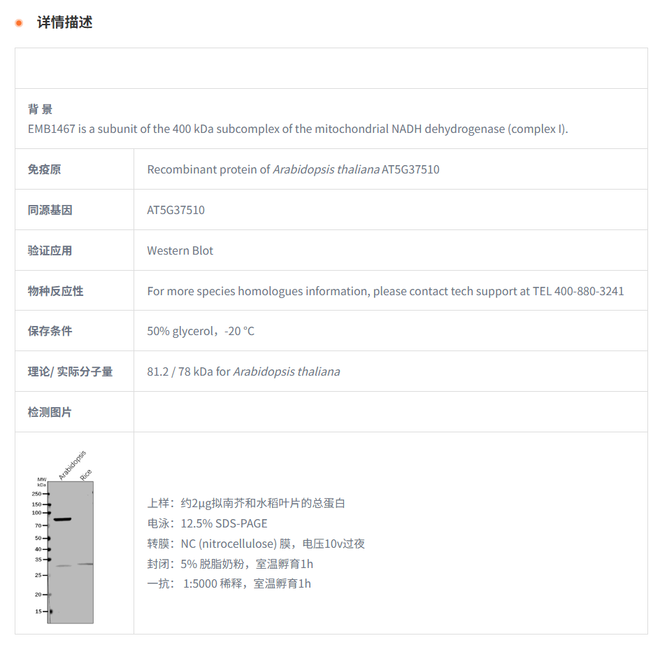 【植物抗体】Anti-EMB1467/ NADH dehyd
