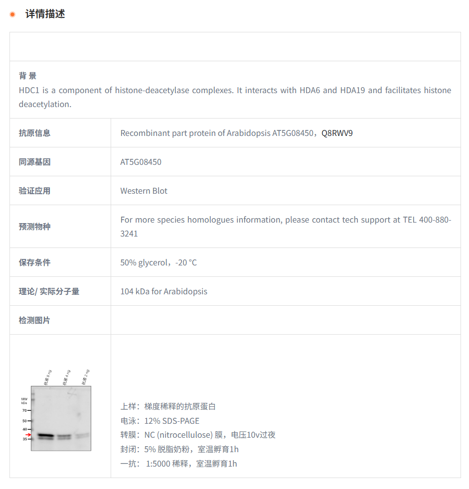 【植物抗体】Anti-HDC1/ Uncharacteriz