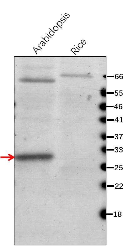 Anti-Gun2 / Heme oxygenase 1