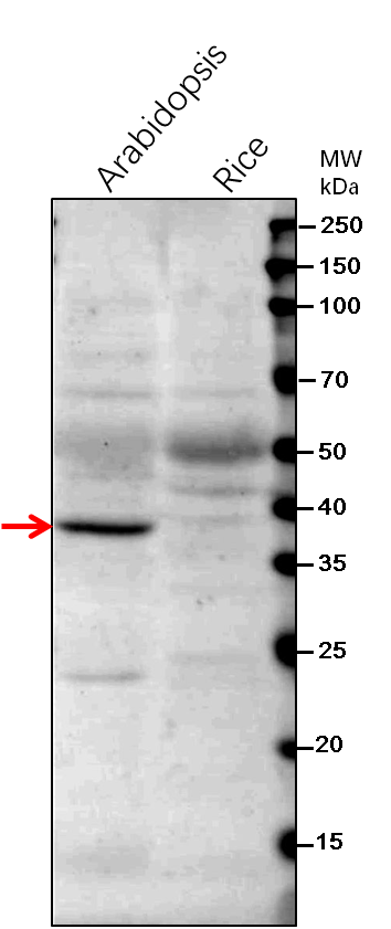 Anti-FtsZ1 / Cell division protein FtsZ homolog 1