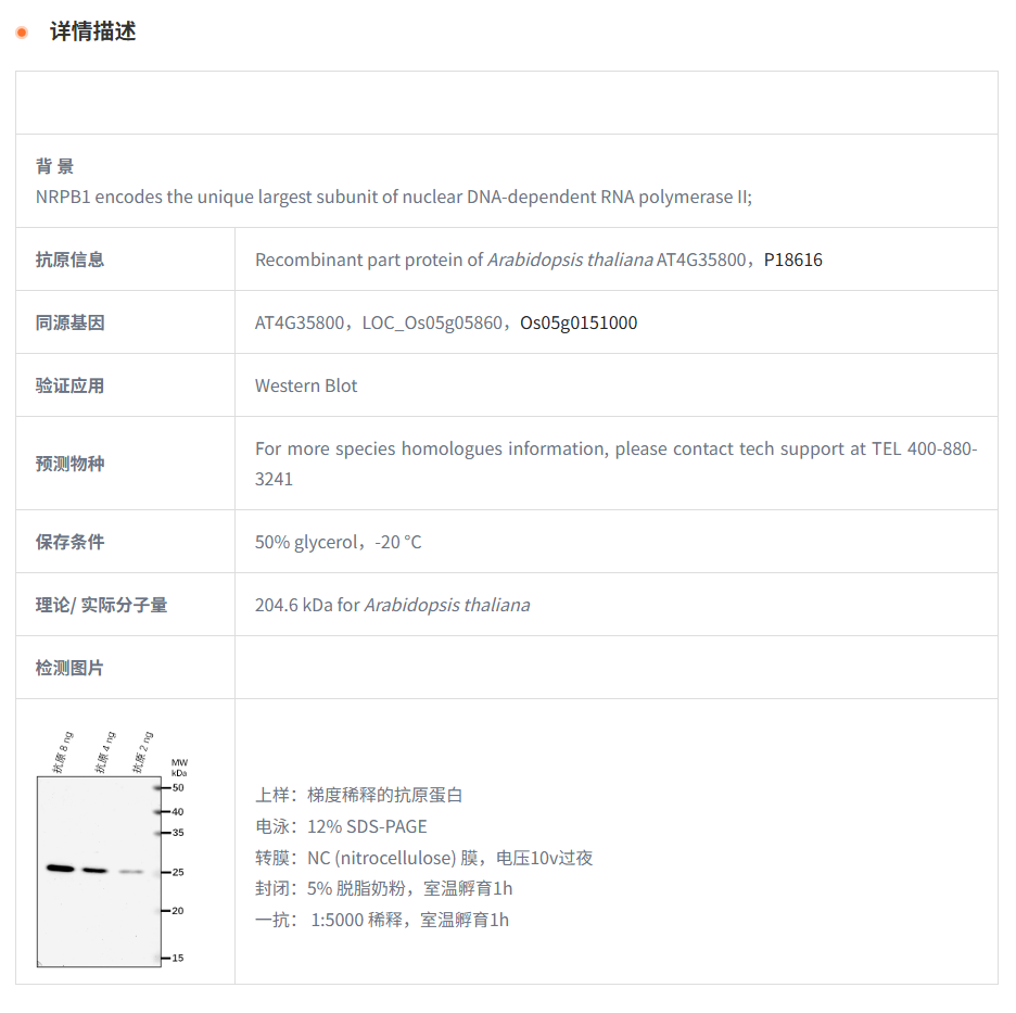 【植物抗体】Anti-NRPB1/ DNA-directed