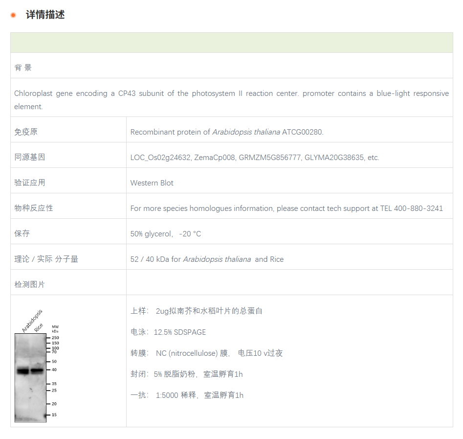 【植物抗体】Anti-PsbC / CP43 subunit