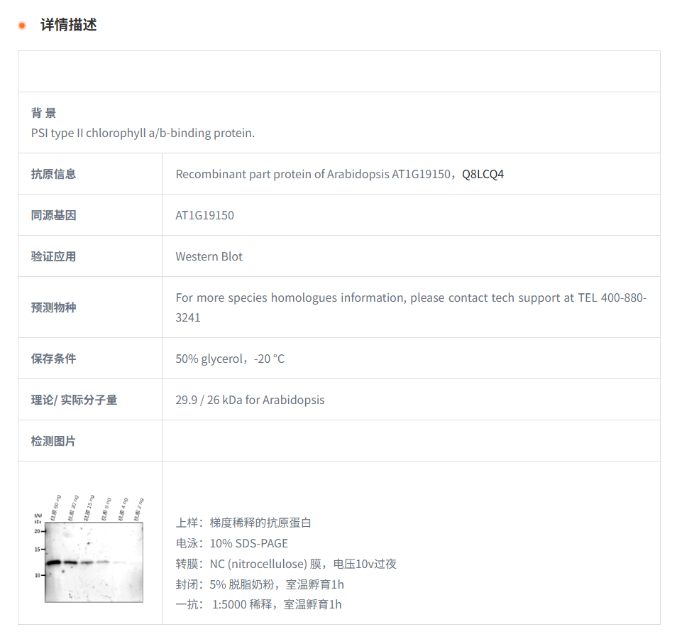 【植物抗体】Anti-Lhca6/ Photosystem 