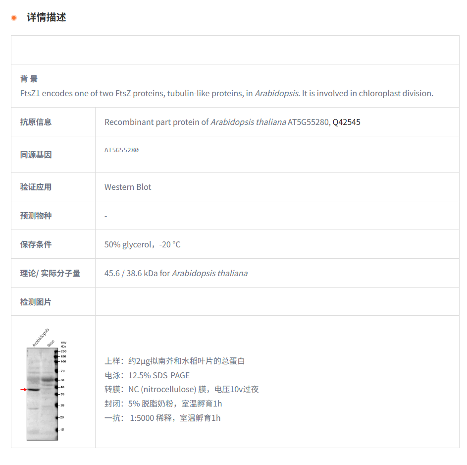 【植物抗体】Anti-FtsZ1 / Cell divisi